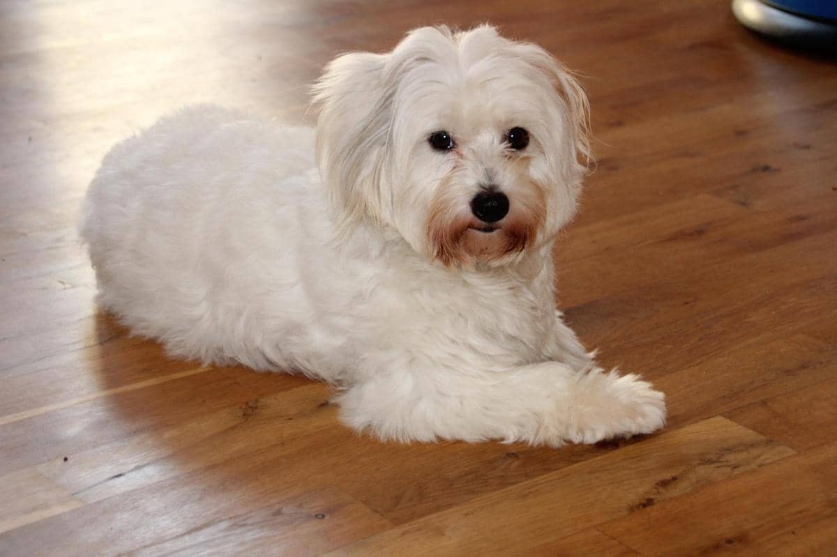 Coton de Tulear