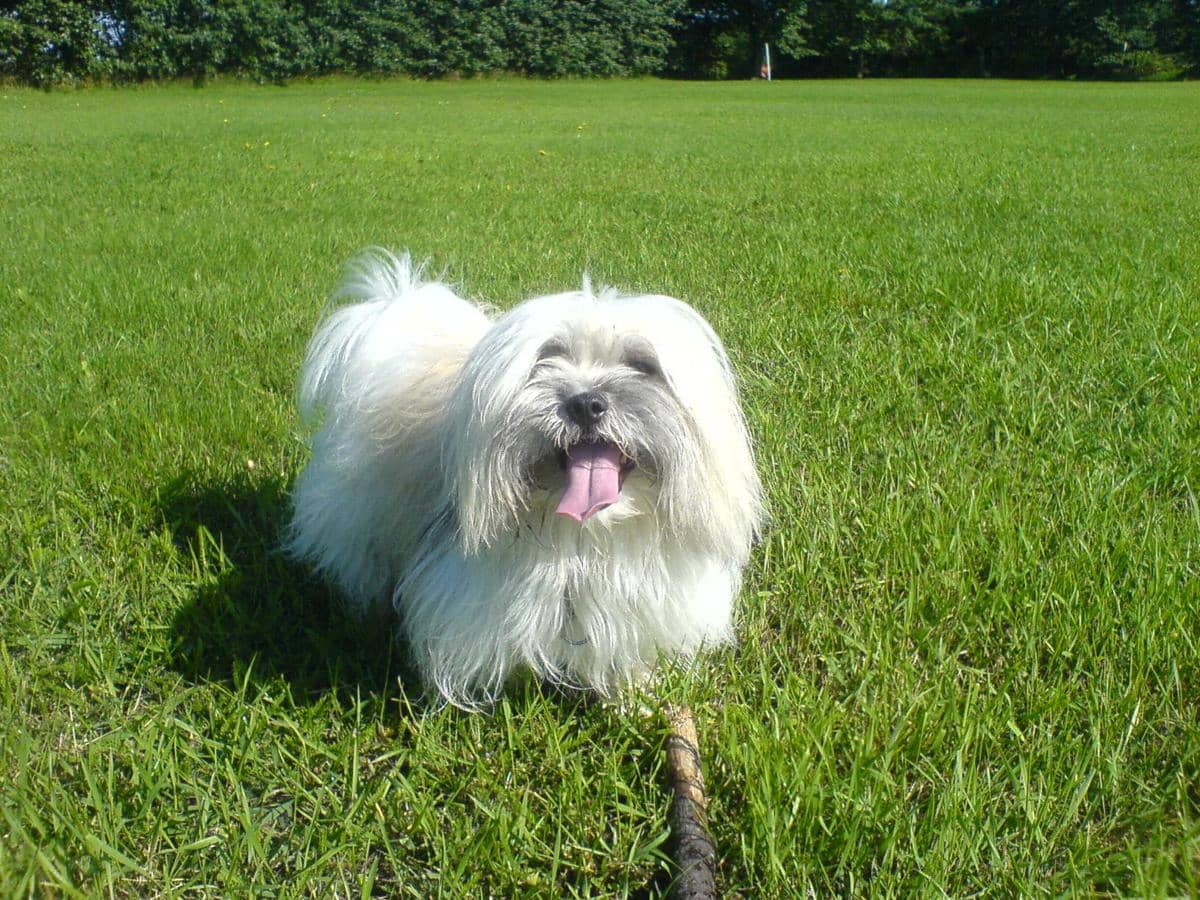 Coton de Tulear