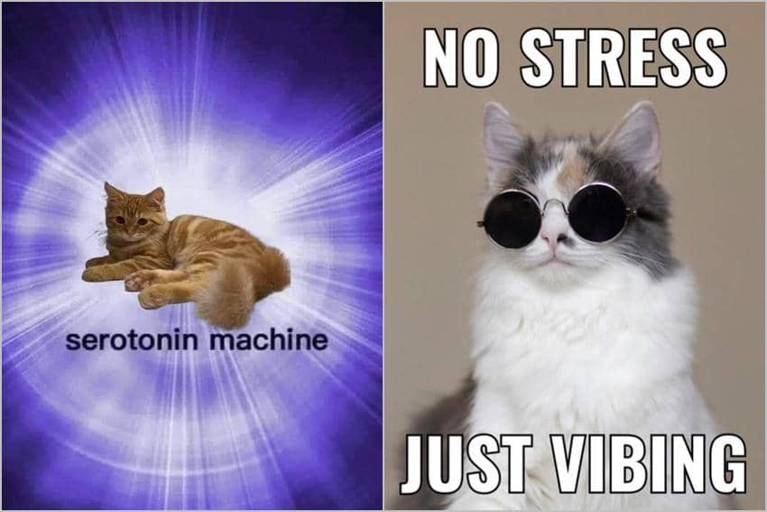 8 Meme Kucing tentang Stres, Malah Jadi Sumber Masalah Utama
