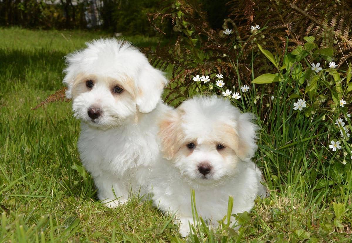 Coton de Tulear