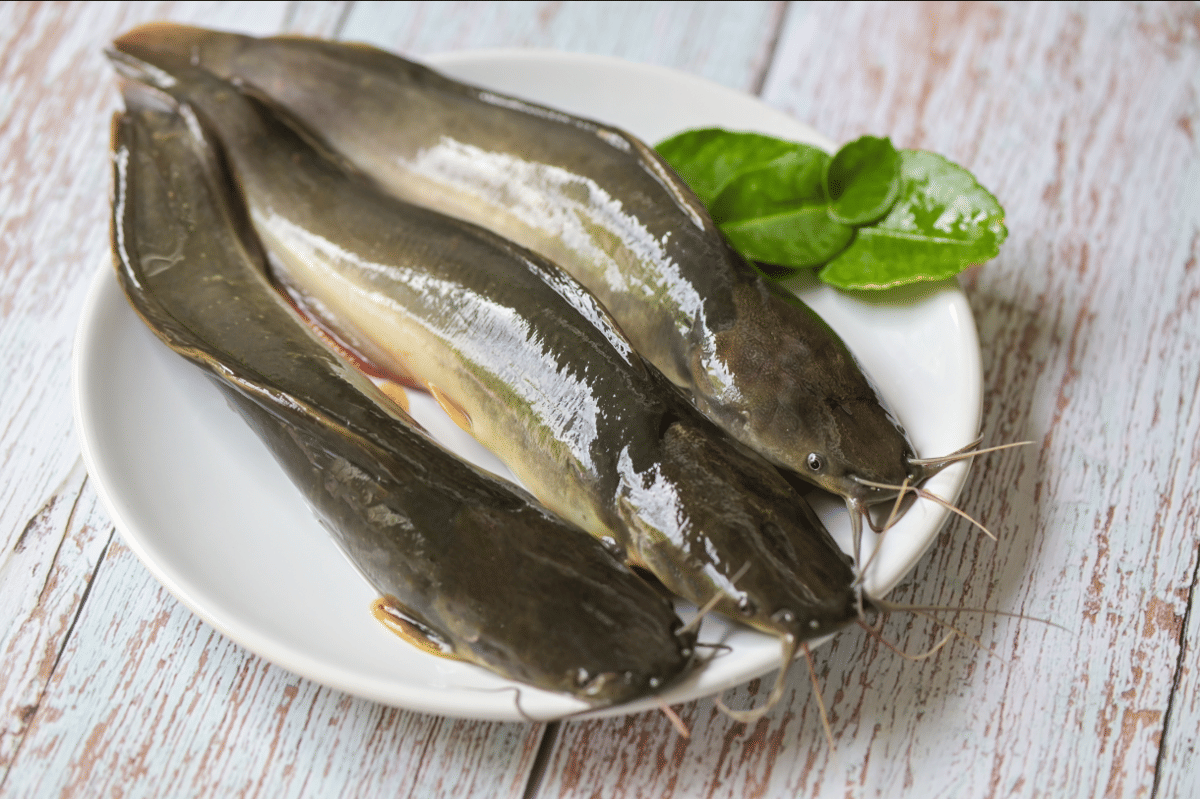 5 Cara Simpan Ikan Lele untuk Stok, Fresh dan Bebas Amis