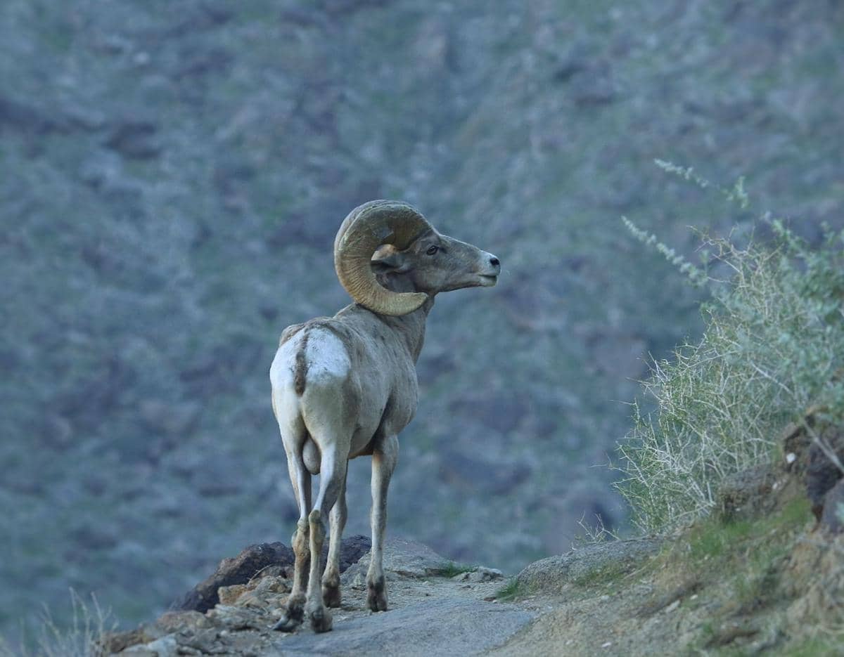 domba bighorn