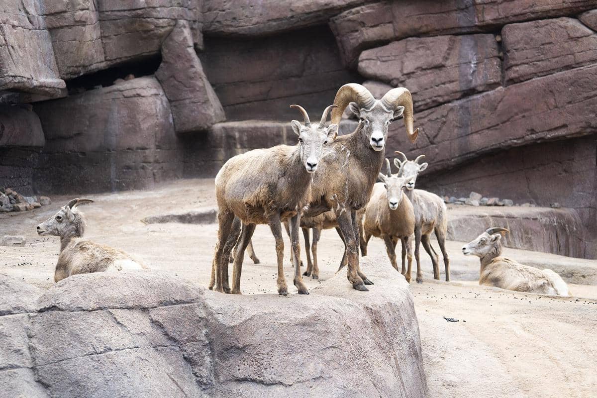 domba bighorn