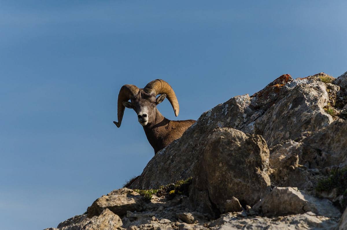 5 Fakta Domba Bighorn, Spesies Domba Liar Terbesar di Amerika Utara