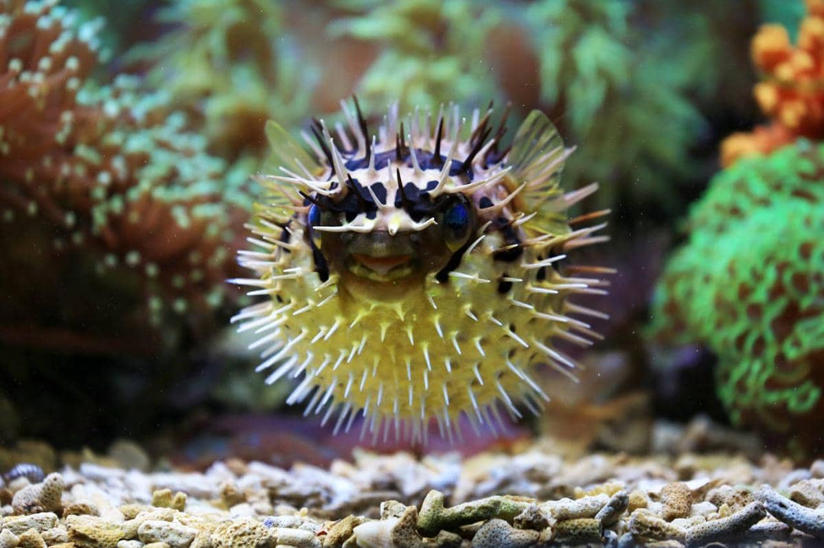 Ikan buntal saat mengembang
