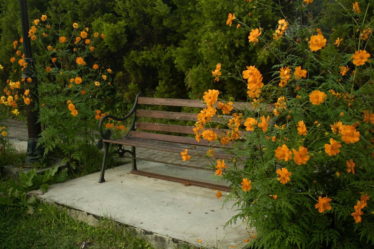 Ilustrasi kebun bunga