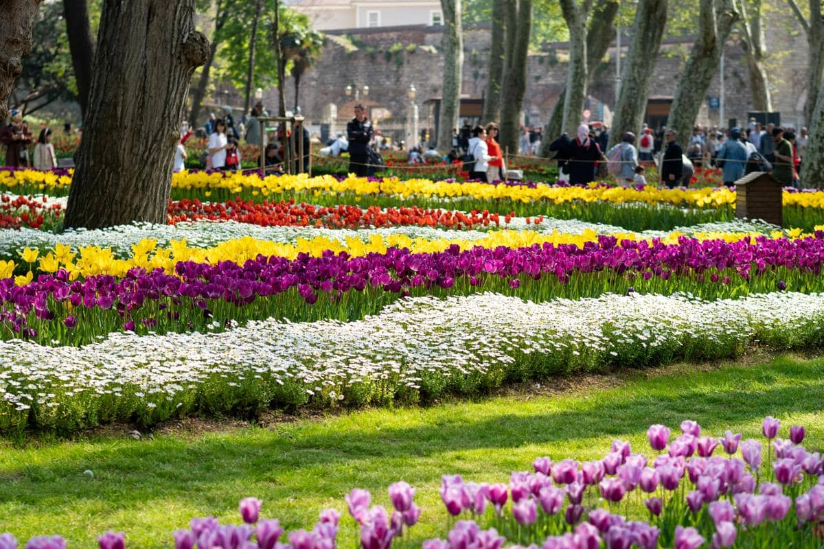 ilustrasi taman bunga cemara