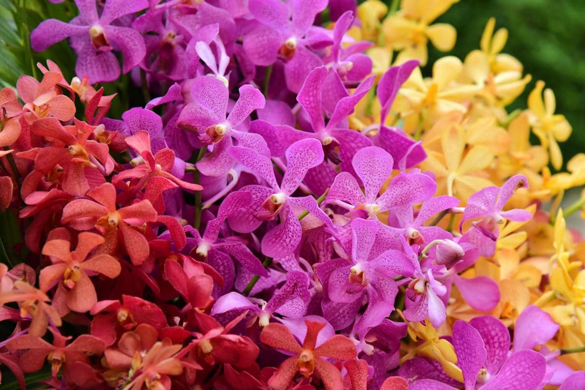 ilustrasi kebun anggrek