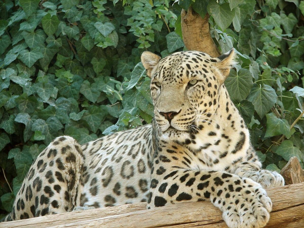 ilustrasi Persian Leopard (commons.wikimedia.org/Tamar Assaf)