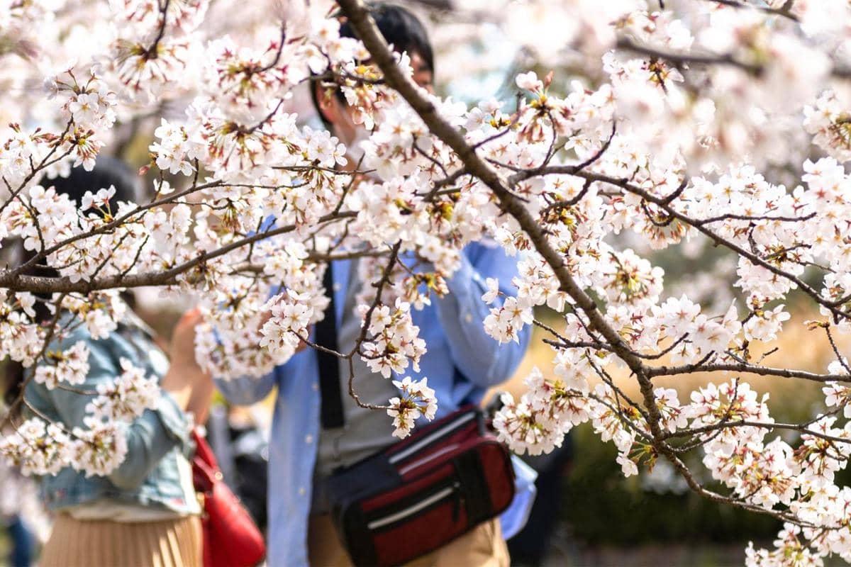 ilustrasi menikmati bunga sakura di Tokyo