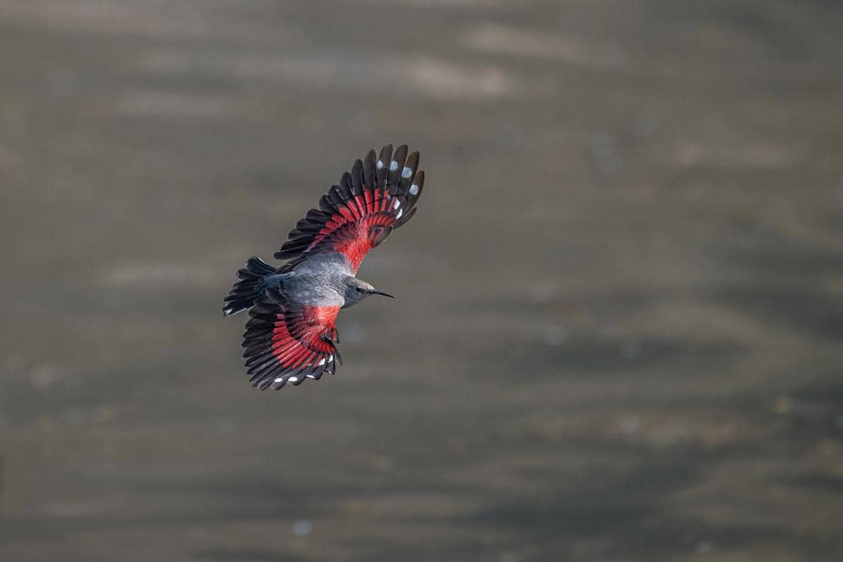 potret wallcreeper saat terbang dengan gerakan menyerupai kupu-kupu