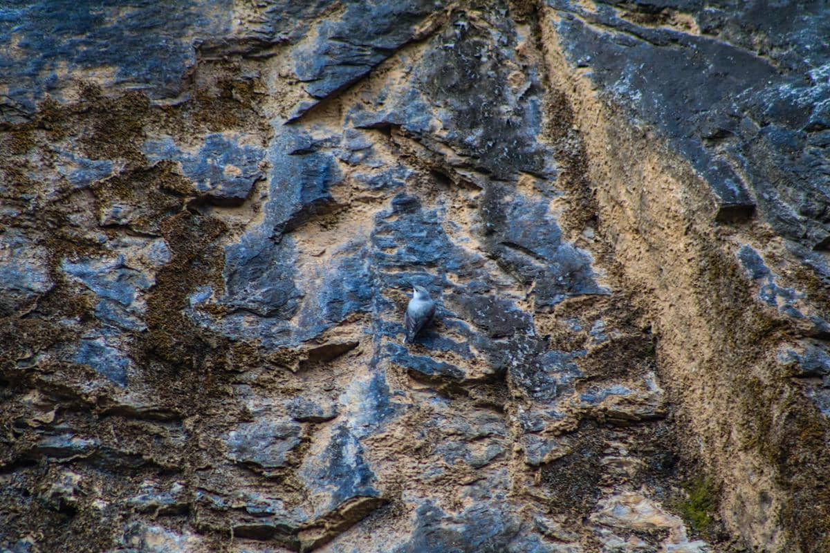 potret wallcreeper yang warnanya menyatu dengan tebing batu sehingga sulit terlihat