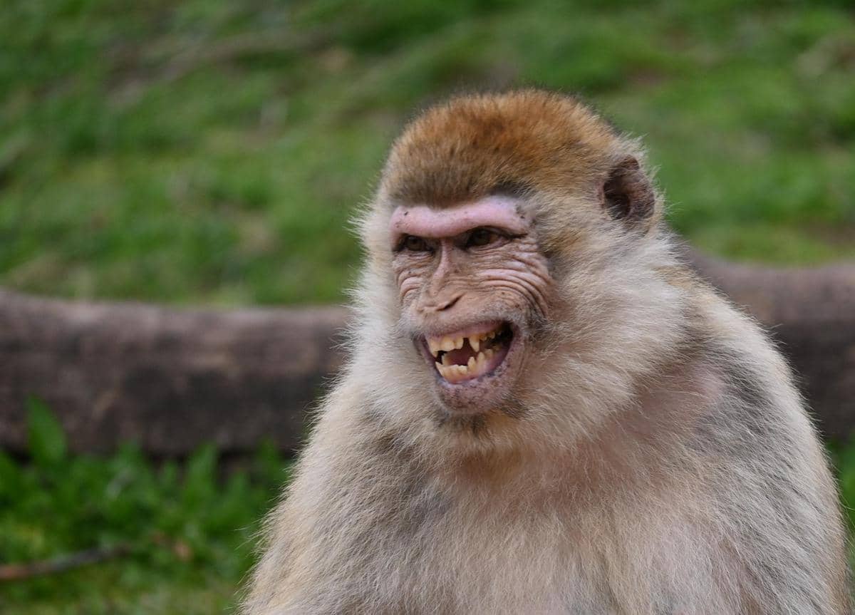 Kenapa Monyet Suka Memperlihatkan Gigi? Ini Penjelasannya