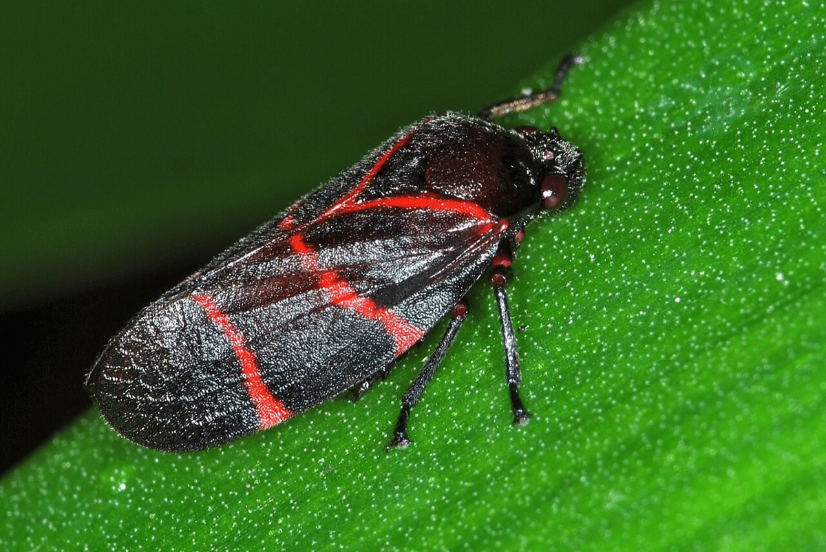 froghopper