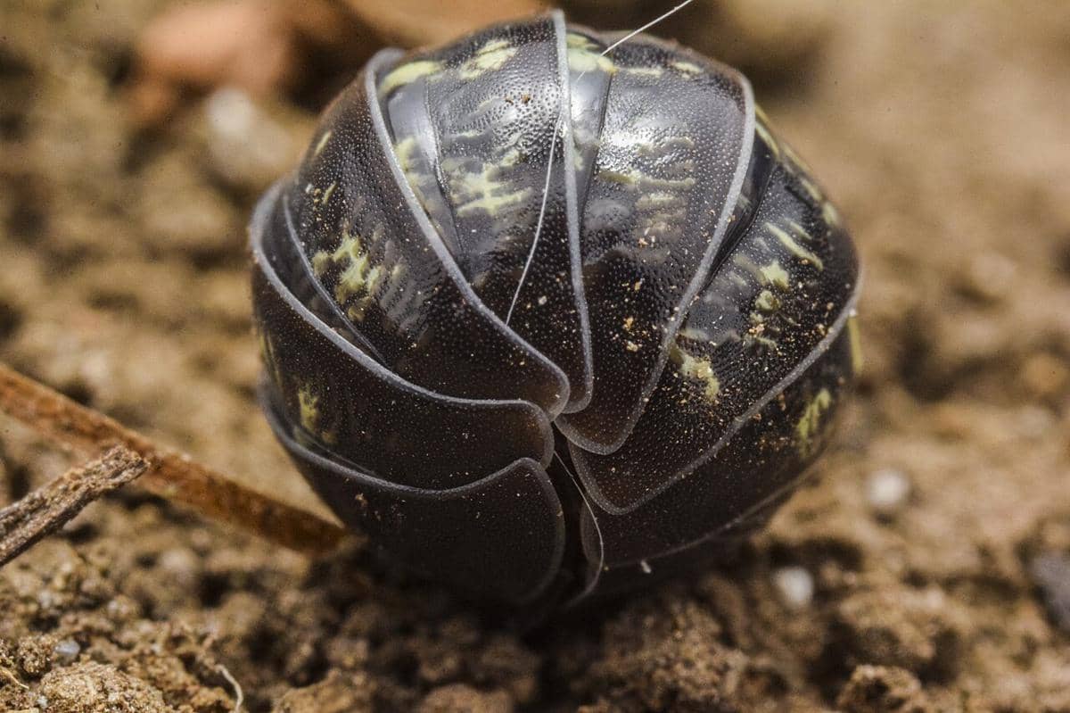 isopoda