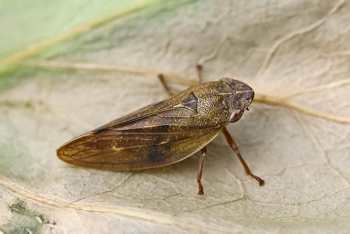 5 Fakta Unik Froghopper, si Pelompat yang Merusak Tanaman