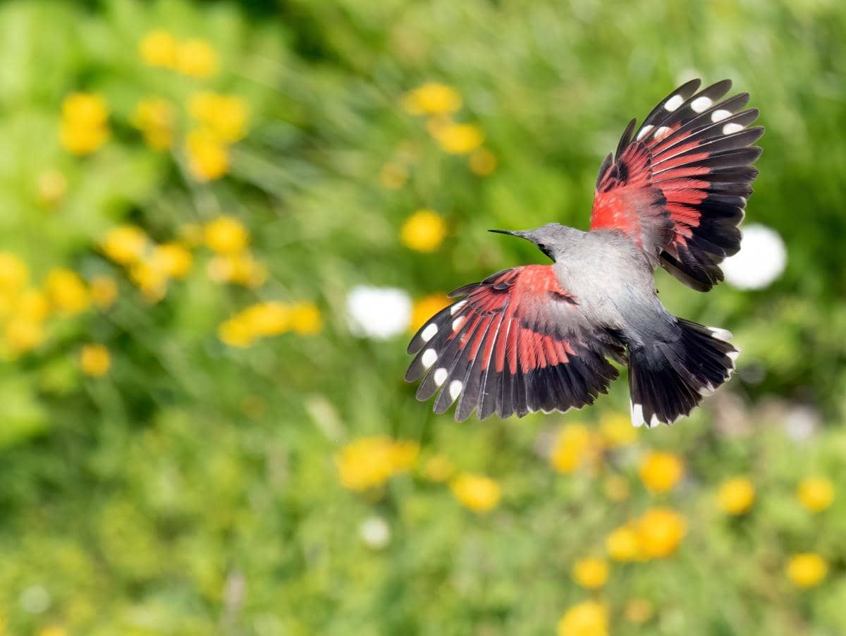 potret wallcreeper saat terbang dengan sayap merah yang tampak mencolok di udara