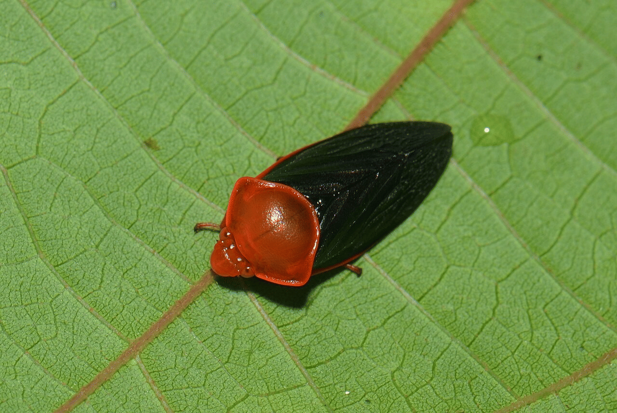 froghopper