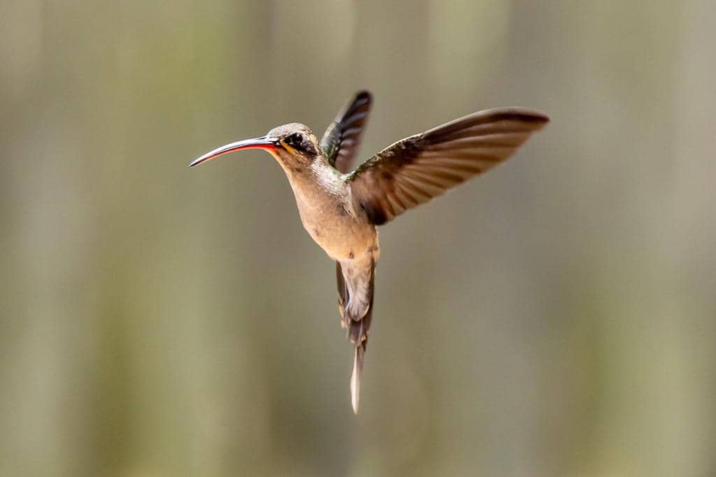5 Fakta Long Tailed Hermit, Kolibri Tropis dengan Paruh Melengkung