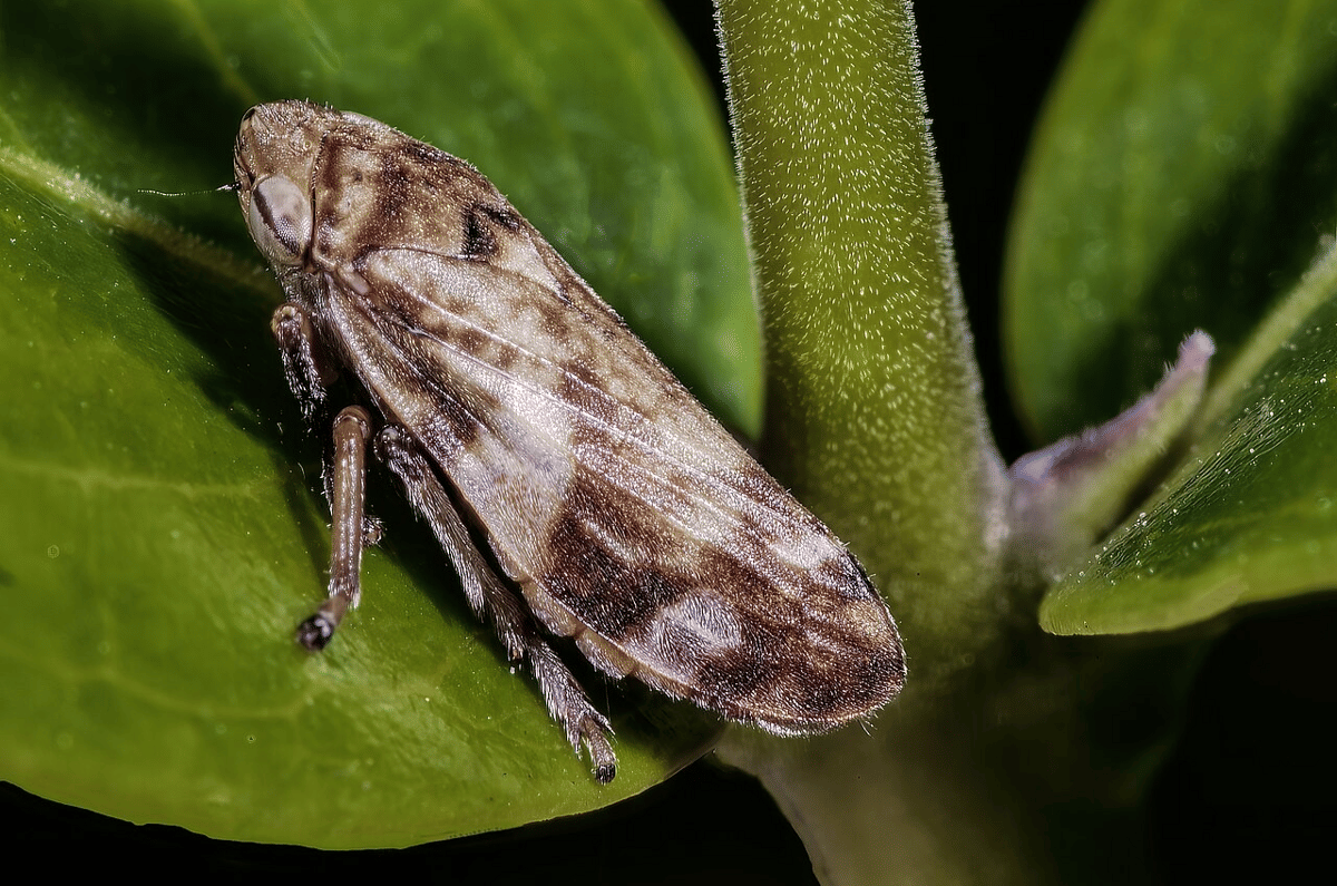 froghopper