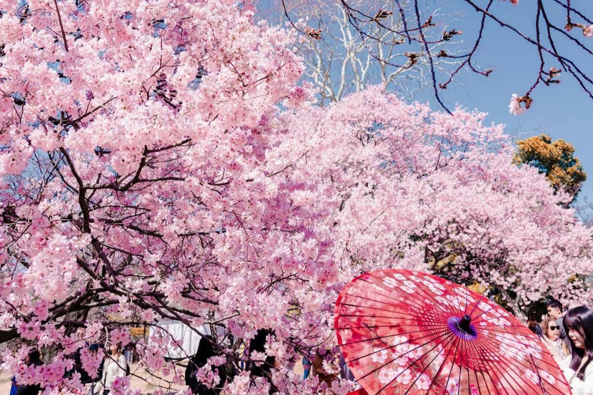 ilustrasi menikmati bunga sakura di Tokyo 