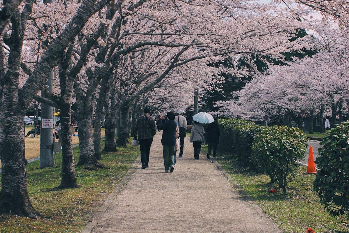 ilustrasi bunga sakura 