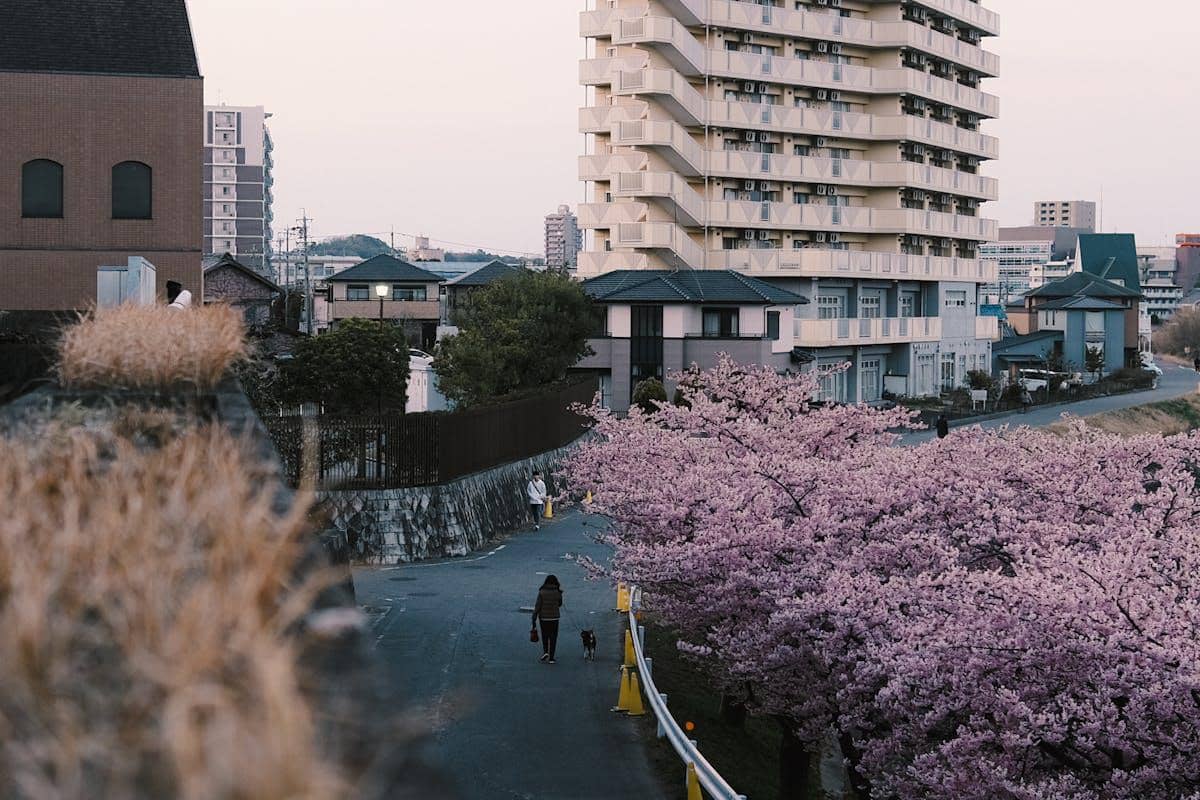 ilustrasi bunga sakura