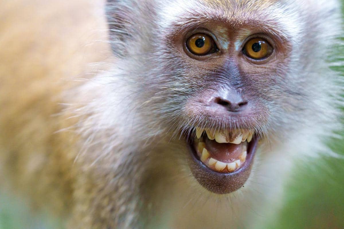 Potret monyet memperlihatkan gigi