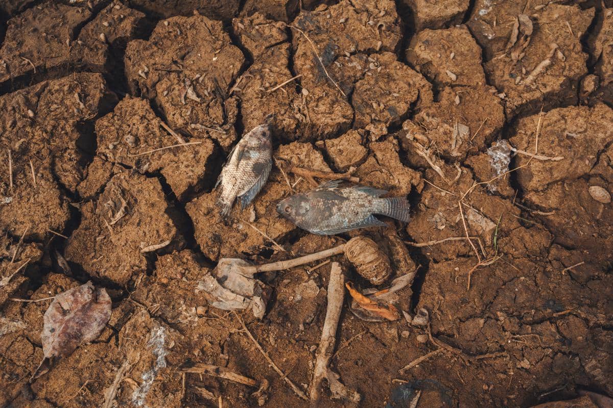 Ilustrasi dampak kekeringan