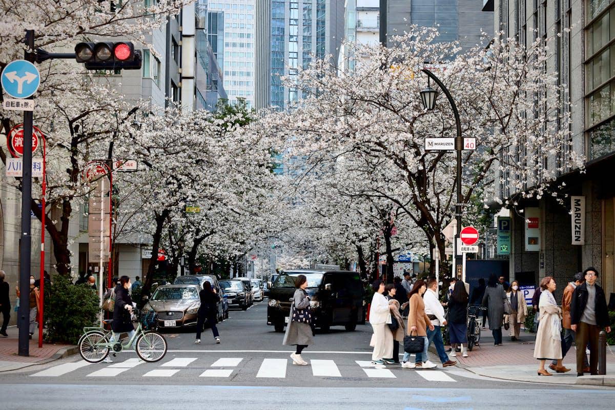 Bunga Sakura Mekar Lebih Awal di Tokyo, Langsung Ramai!