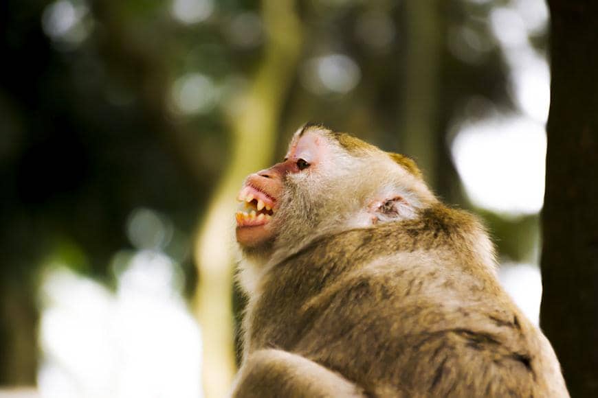 Potret monyet memperlihatkan gigi