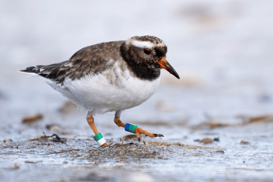 5 Fakta Shore Plover, Burung Unik yang Hidup di Lingkungan Ekstrem