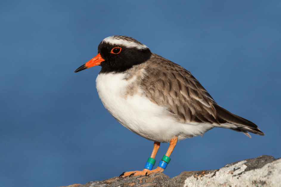 burung shore plover