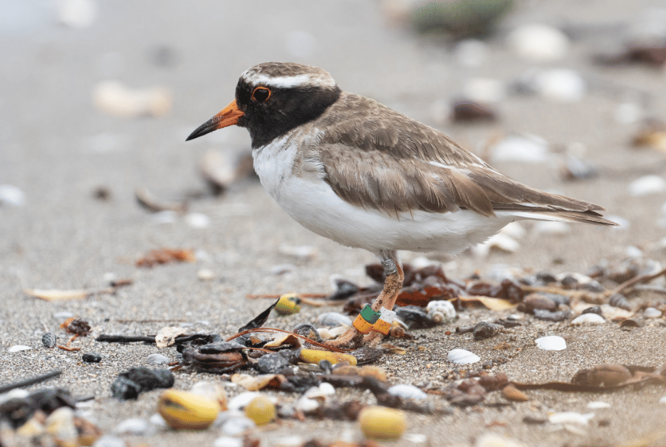 burung shore plover