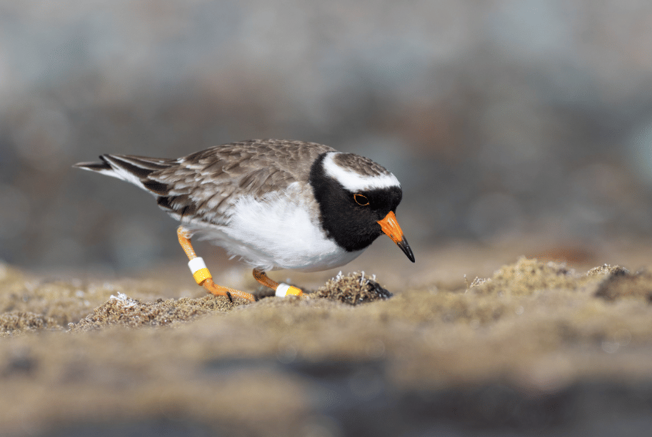 burung shore plover 