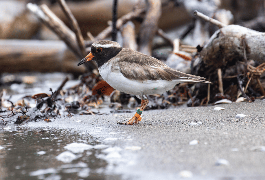burung shore plover