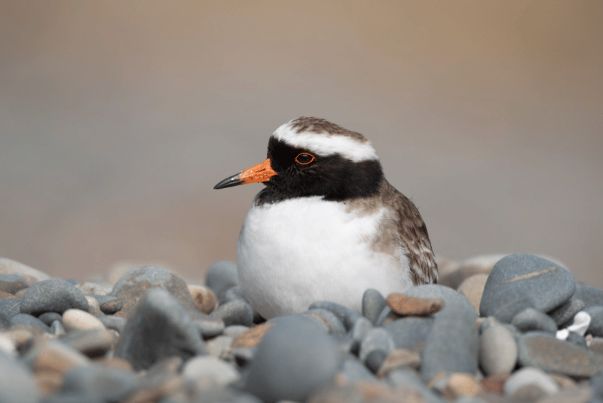 burung shore plover