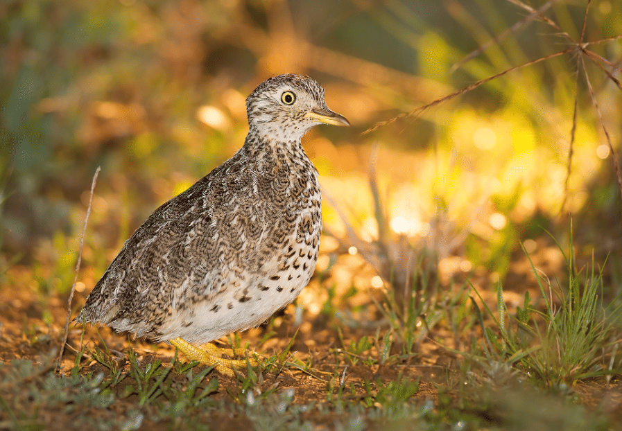 5 Fakta Plains Wanderer, Burung Endemik yang Hidup di Padang Kering