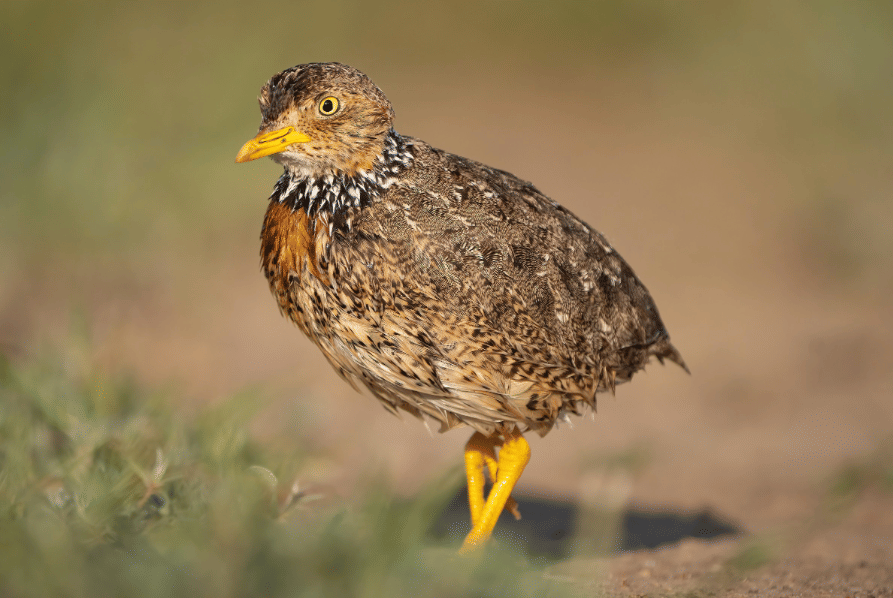 burung plains wanderer