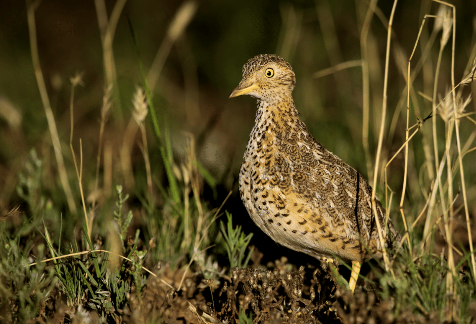 burung plains wanderer