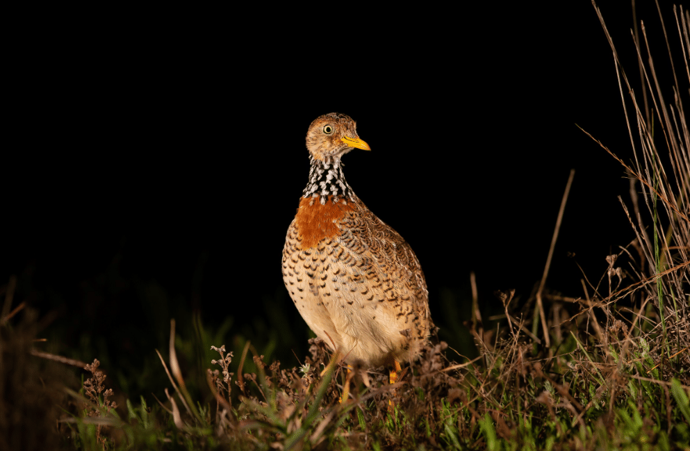 burung plains wanderer