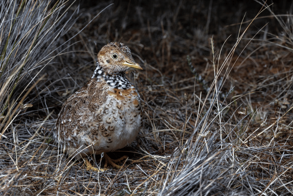 burung plains wanderer