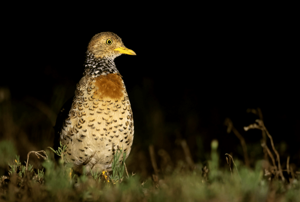 burung plains wanderer