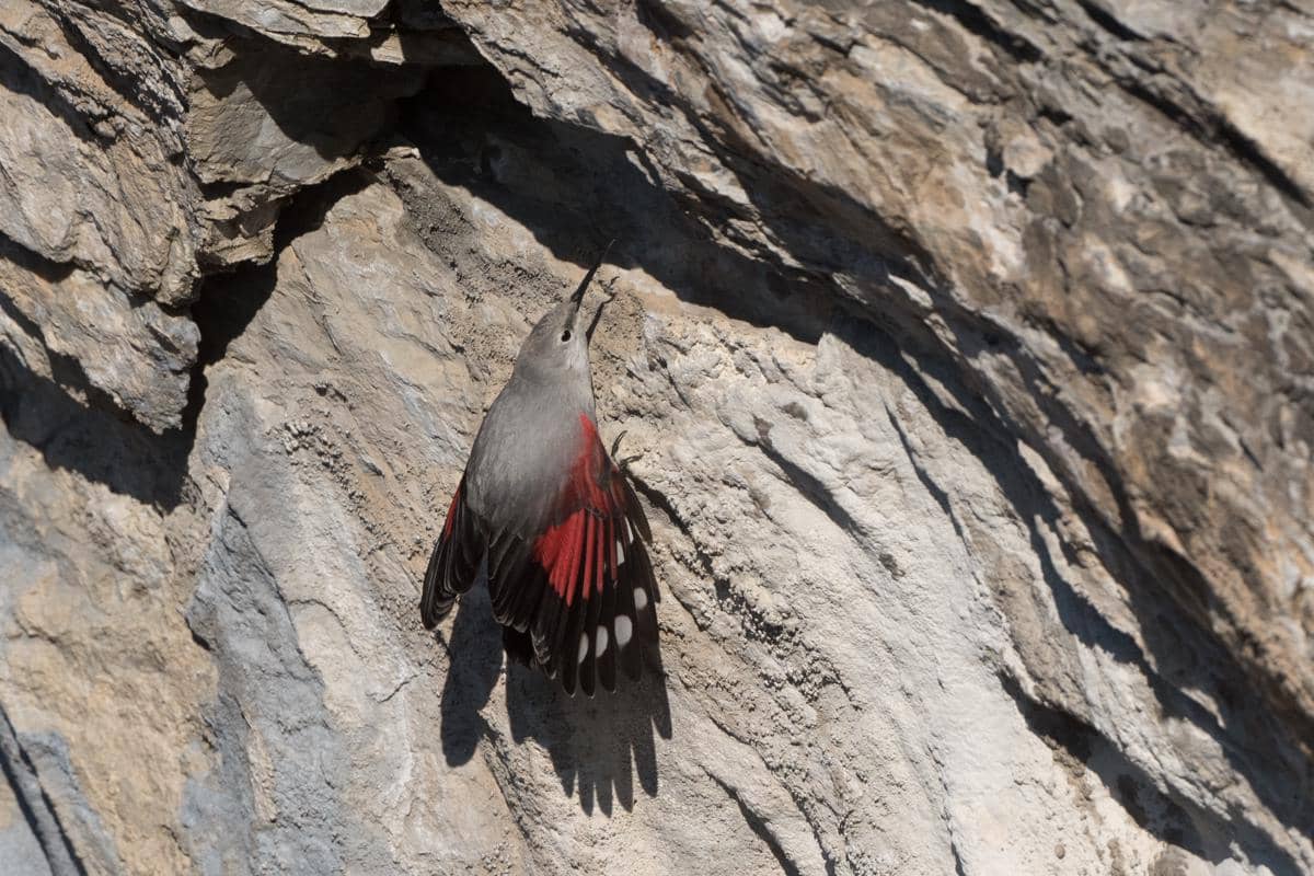 potret wallcreeper yang hidup di tebing vertikal