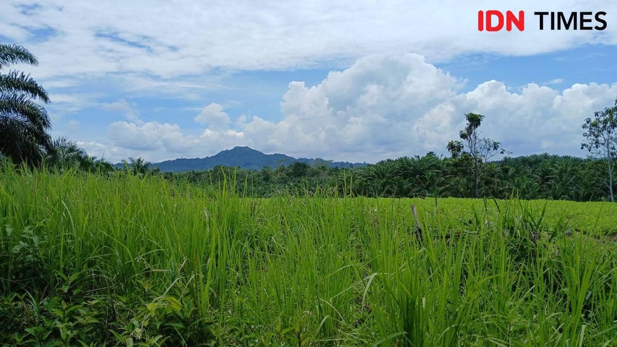 Didorong IKN, Kaltim Siap Kembangkan Kelapa Genjah Skala Besar