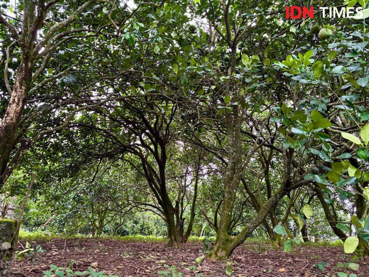 Sejumlah tanaman jeruk pomelo di Desa Japan, Kudus. (IDN Times/Dhana Kencana)