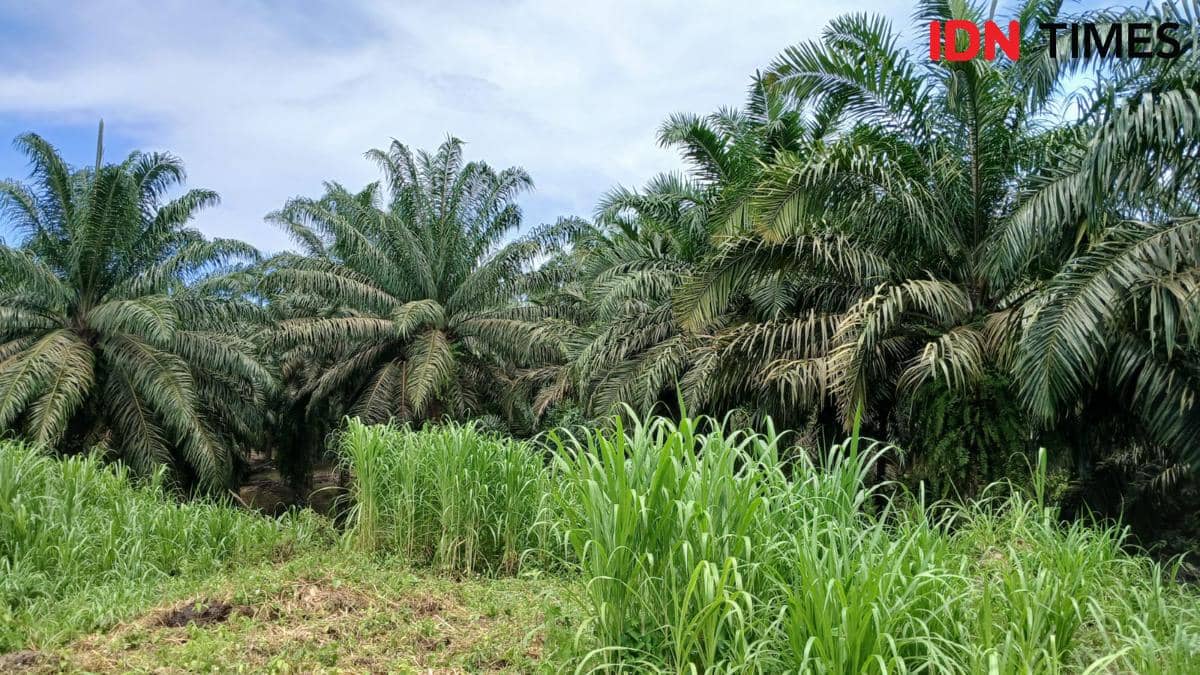 Anggaran Rp320 Miliar Disiapkan, Kaltim Gerak Cepat Dukung Hilirisasi