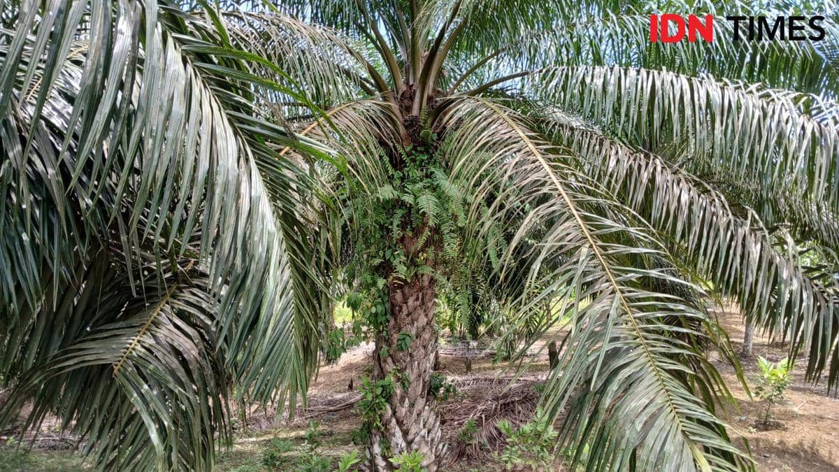 Perkebunan kelapa sawit yang berada di kawasan Ibukota Nusantara.