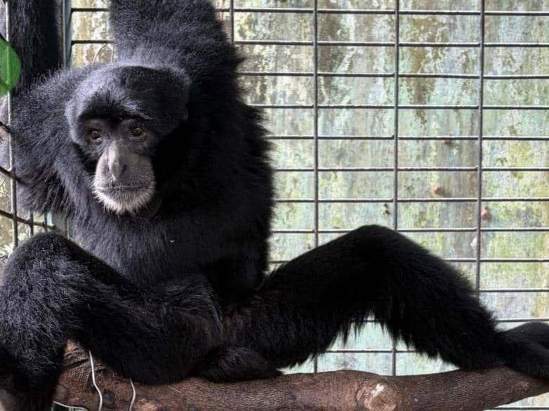 Sadar Satwa Dilindungi, Warga Bandar Lampung Serahkan Siamang ke BKSDA