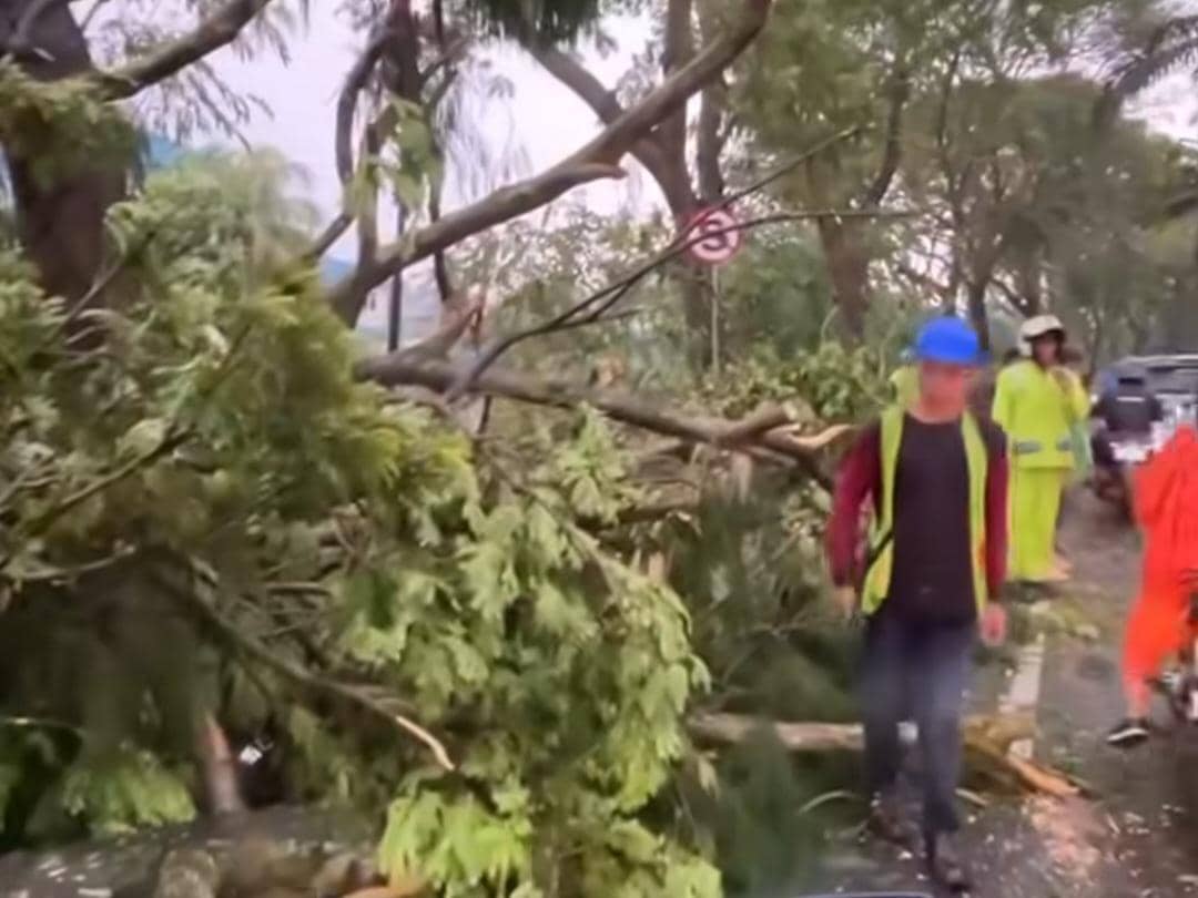 Pohon tumbang di Kelapa Dua